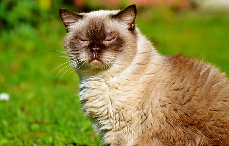 gray and brown cat on green field thumbnail