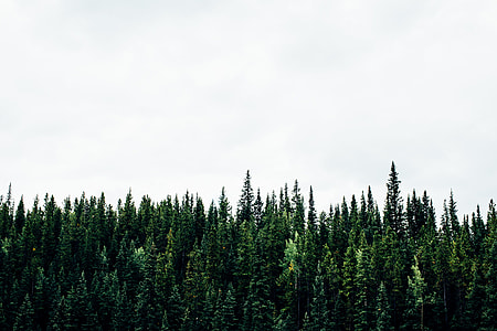 green pine trees field under white cloudy sky thumbnail