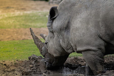 gray Rhino on soil thumbnail