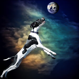 adult black and tan coonhound jumping thumbnail