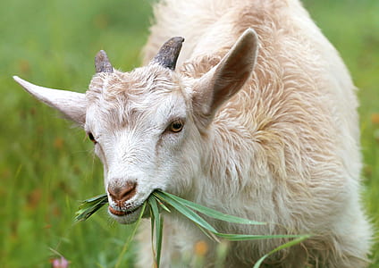 white goat eating grass thumbnail