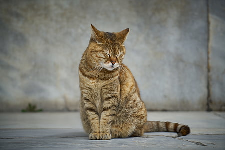 photo of brown tabby cat thumbnail