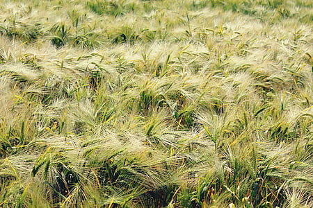 green grass field thumbnail