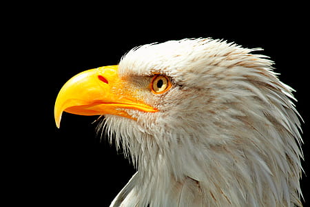 whit eagle illustration thumbnail