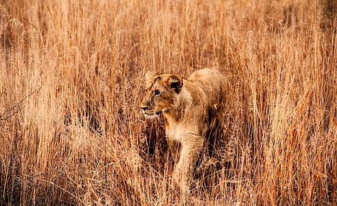 brown lioness on brown grass field thumbnail