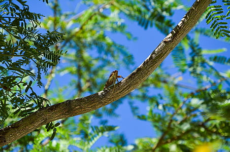 yellow and black insect on brown tree branch during daytime thumbnail