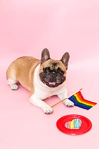 Pride Dog Photo thumbnail