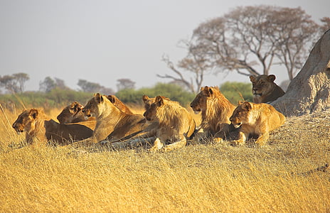 group of lion and lioness lying in the ground thumbnail