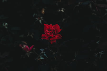 red rose flower macro photography thumbnail