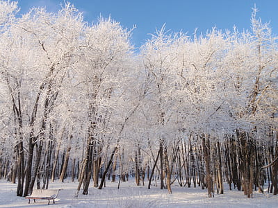 white tree near bench thumbnail