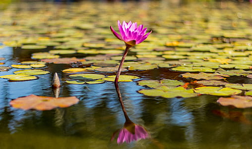 pink lotus flower on body of water thumbnail
