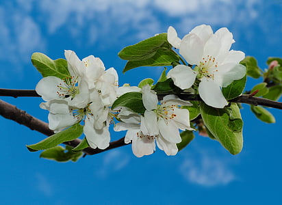 selective focus photography of white petaled flowers thumbnail