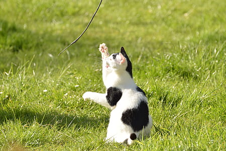 black and white cat playing with black string thumbnail