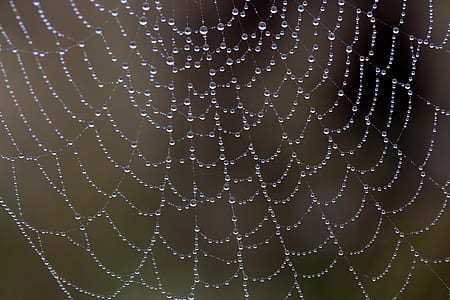 shallow focus lens photography of web thumbnail