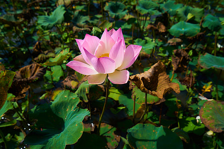purple petaled flower thumbnail