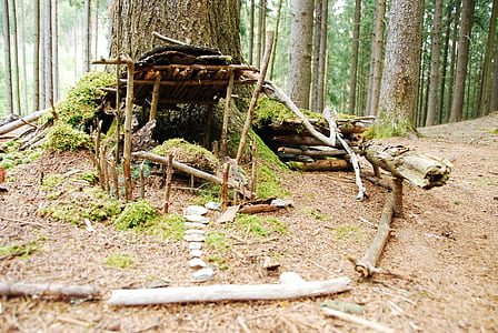 brown and green wooden house in forest during daytime thumbnail