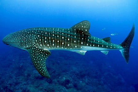 underwater photography of whale shark thumbnail