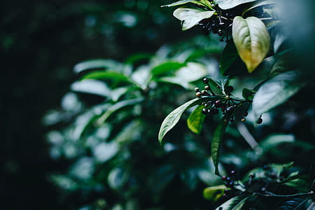 Green Leafed Tree thumbnail