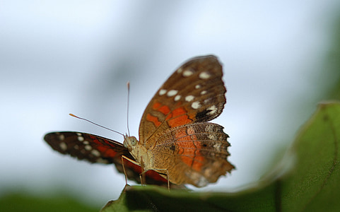 brown and orange butterfly thumbnail