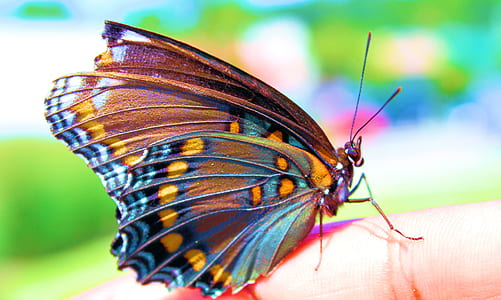 macro photography of blue and orange butterfly perching on human hand thumbnail
