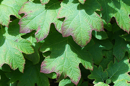 Signs Of Coming Fall, Hydrangea Leaves thumbnail
