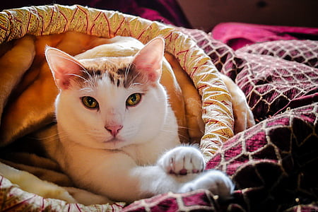 white furred cat laying on bedspread thumbnail