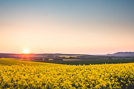 Beautiful Sunset Over The Yellow Rapeseed Field thumbnail