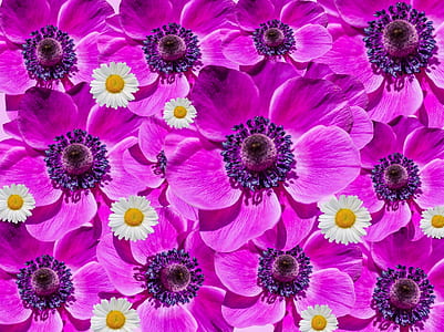 pink flowers thumbnail