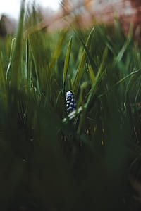shallow focus photography of blue flower thumbnail