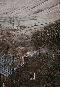 green leafed trees near concrete house thumbnail