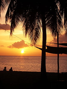 black palm tree thumbnail