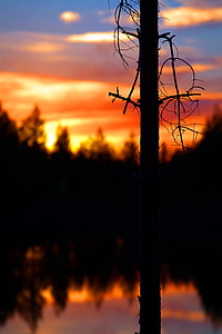 silhouette of tree thumbnail