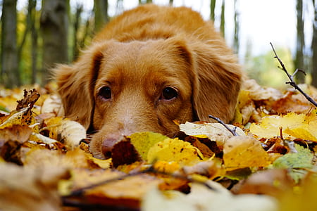 adult golden retriever lying leaves covered ground outdoor during day thumbnail