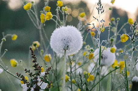flowers, dandelion thumbnail