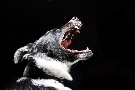 Dog Barking thumbnail
