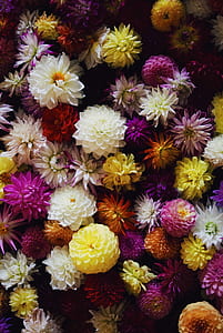 assorted-color flowers decor thumbnail