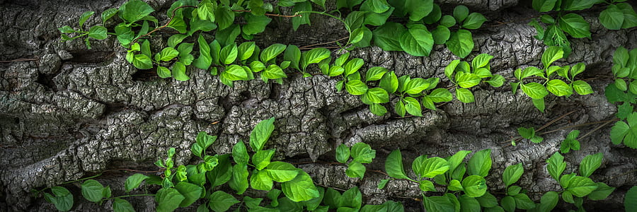 green leaf plant lot thumbnail