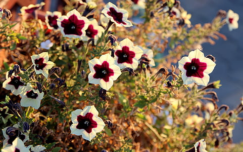 closeup photo of purple and white petaled flowers thumbnail