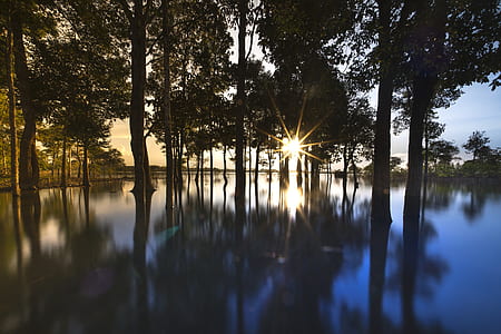 silhouette of trees beside calm body of water thumbnail