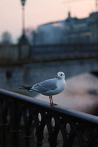 white seagull on metal hand rail thumbnail