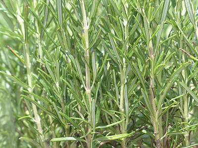 green leafed plant thumbnail