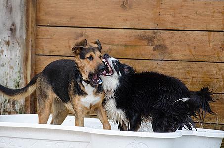 two brown and black dogs standing on white basin thumbnail