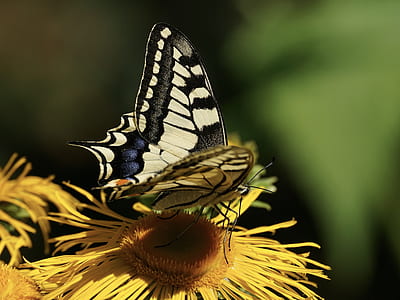 selective focus photography of Eastern tiger swallowtail butterfly on top of yellow petaled flower thumbnail