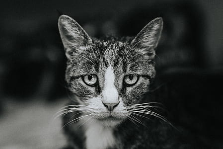shallow focus photography of silver tabby cat thumbnail