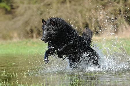 photo of black wolf running in river thumbnail
