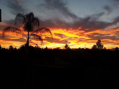 Palm Trees Silhouette during Golden Hour thumbnail