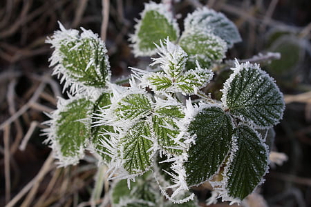 selective focus photography of leaf thumbnail