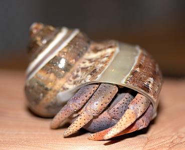 selective focus photography of crab on brown surface thumbnail