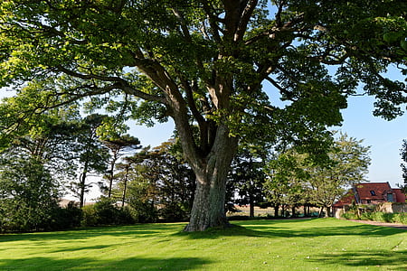 green leafed tree thumbnail