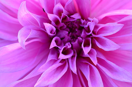 macro shot of purple flower thumbnail